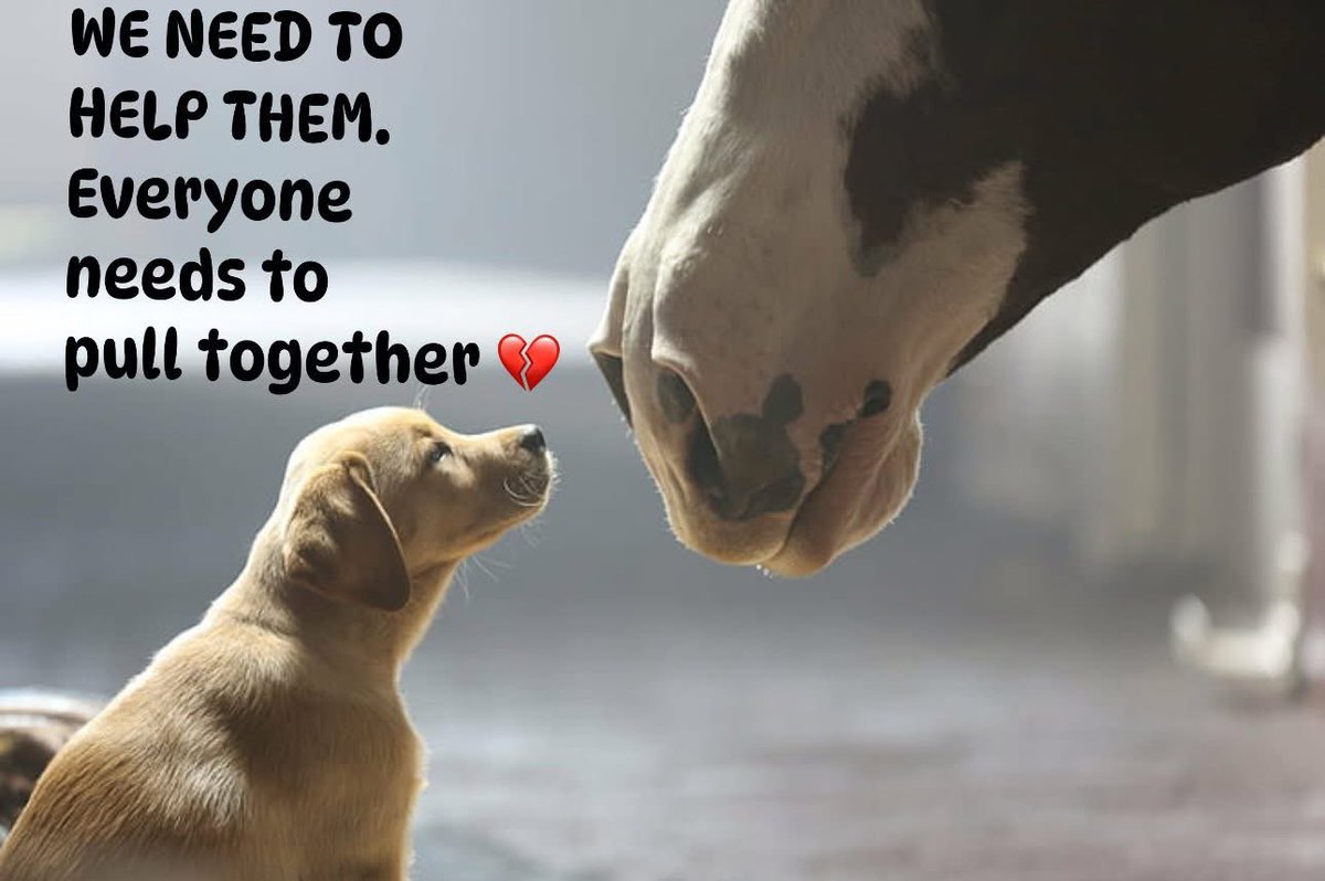 MyLovelyHorseR's tweet image. SATURDAY, we are inundated with messages…EVERYONE NEEDS TO TRY HELP POOR ANIMALS IN NEED OF WATER RIGHT NOW 💔💔💔💔
When does it stops multiple reports in of dogs locked in cars, horses tethered with no water right across the country.
Honestly when does common sense,…