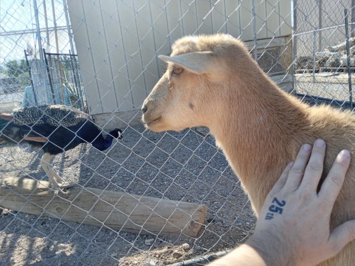 #openseatouchgrass 🐐💜
