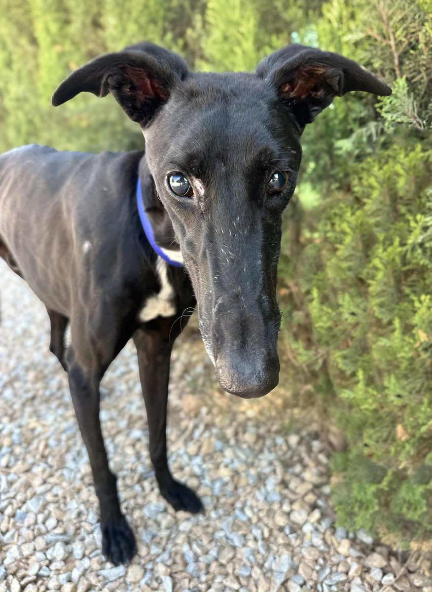 Shades is a new arrival to GDS. 
Can you see his eyes are green? We’ve been told he’s going blind but will get this confirmed soon with an eye specialist. 
It would be great if he could get into a home before actually being blind. The transition would be so much more less