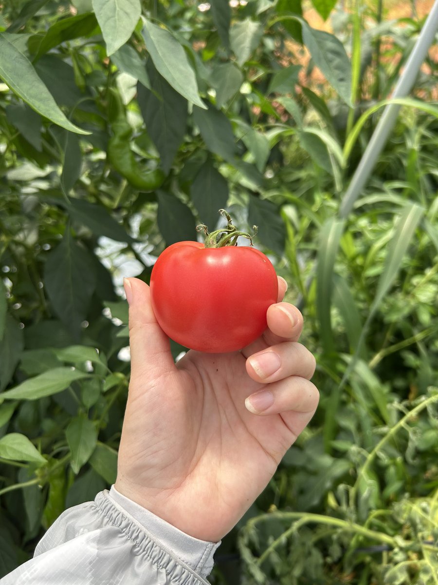 めっちゃきれいなトマトができて
娘が丸かじりしてた🍅
ヘタ以外きれいに食べてたな〜笑