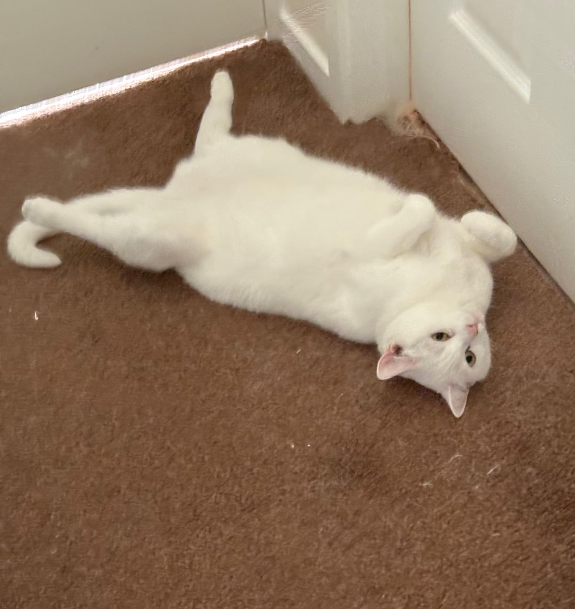 b8eak's tweet photo. #heatwave #OneCoolCat.#CatsofTwittter
This chap moved in with us last week,Bella’s rather pleased her tummy is nice and chilled along with the rest of the room. https://t.co/CljBebPjdO