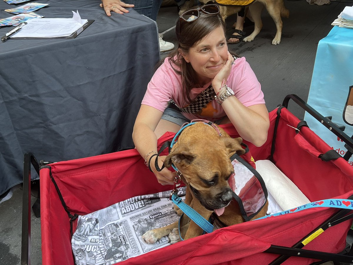 TimesSquareNYC's tweet image. Broadway Barks is back for it’s 26th year! 🐶🎉
#nyc #broadway #broadwaybarks #broadwaycares