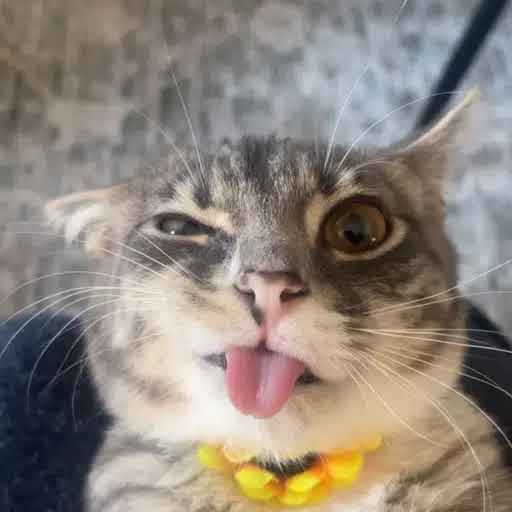 While Bonk has got his dogcoin in Kori, it is clear that we are missing a catcoin on Bonk.

I present to you, $Rigby. Just like Kori, Rigby is viral on Tiktok with over 160 million likes and is super cute and goofy looking cat.  

tiktok.com/@iamrigbycat