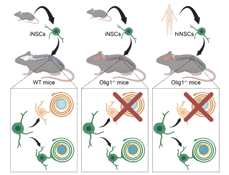 Brain1878's tweet image. Peruzzotti-Jametti et al. examine the remyelination potential of mouse- and human-derived directly induced neural stem cell (iNSC) grafts, and show that iNSCs can differentiate into mature oligodendrocytes and remyelinate axons in demyelinated lesions. tinyurl.com/3a2auah5