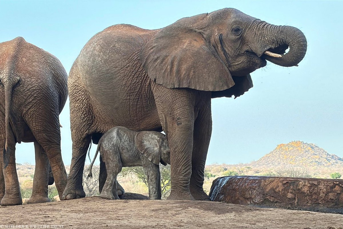 Say hello to Kapuki, Kalama’s first-born daughter!

Just hours after giving birth, Kalama brought her baby back to Ithumba to introduce her to the Keepers and elephants who raised her. Bright-eyed and curious, Kapuki is already capturing hearts — a second-generation miracle made