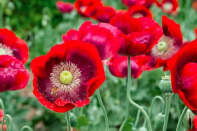 This is the most beautiful flower/plant in existence 😍♥️