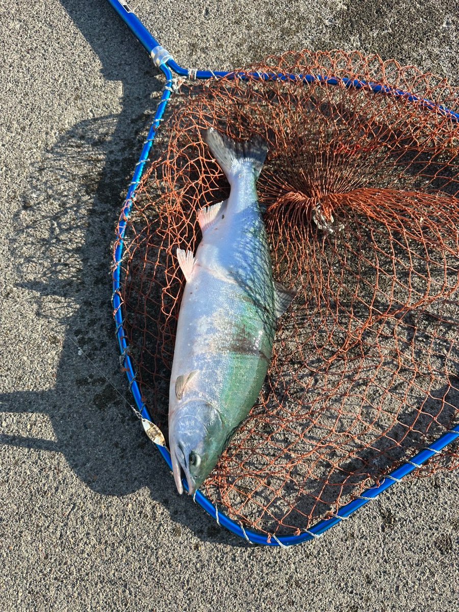 uz08426124's tweet photo. 都市伝説と化したカラフトが釣れた友は最強🐟 https://t.co/8LlXp1swCe