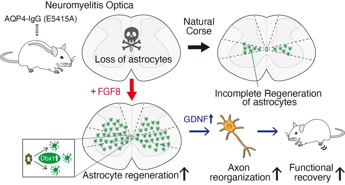 Brain1878's tweet image. Ashikawa et al. present a new rat model of acute neuromyelitis optica, characterized by extensive astrocyte loss in the spinal cord, and show that regeneration of astrocytes – driven by FGF8 signalling – contributes to functional recovery. tinyurl.com/46c7fy8b