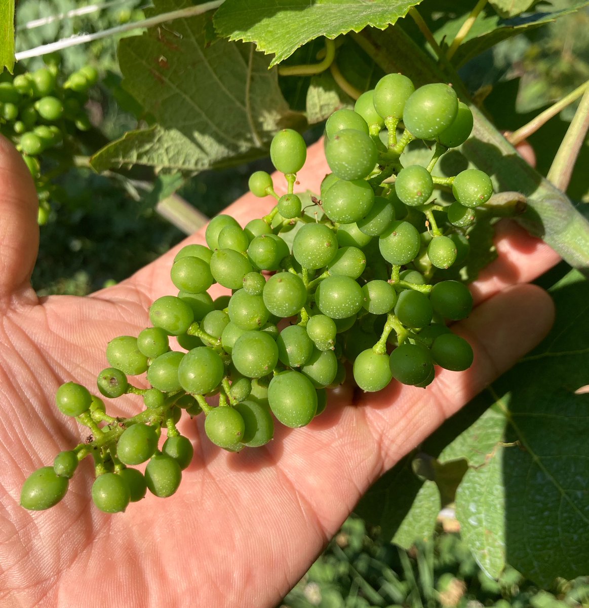 ドメーヌタカヒコ　木村農園 Domaine・Takahiko｜ドメーヌ・タカヒコ｜ワインを造るわたし