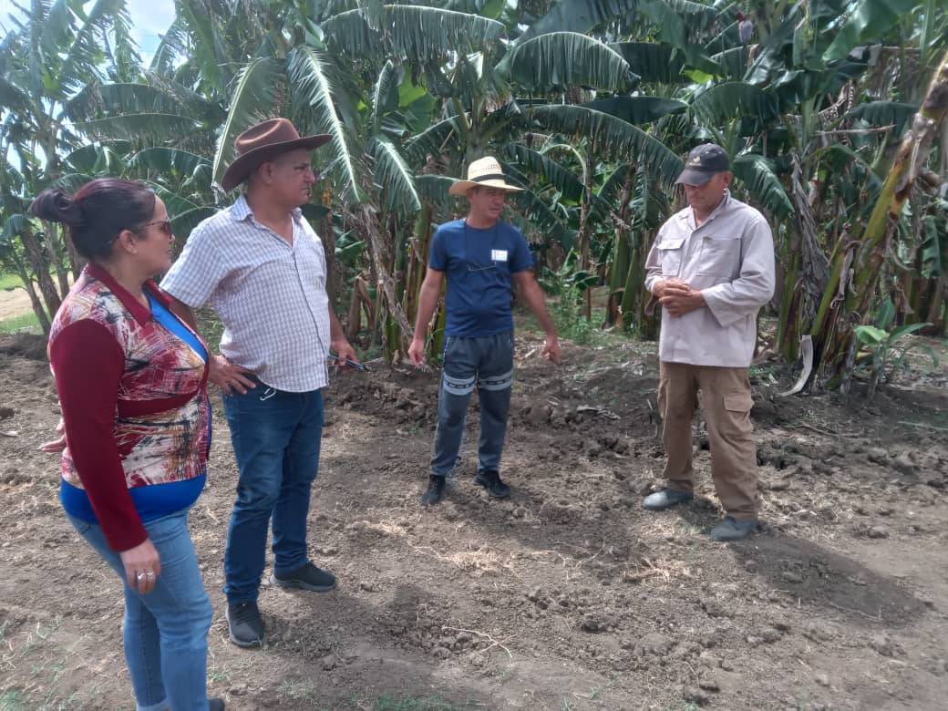 Kenia750721's tweet photo. #HolguínSí desde la tierra chica de nuestros líder de la Revolución #Azcuba en el municipio #Cueto sigue #TrabajandoYCultivando en saludo al Centenario del Comandante. https://t.co/myUL4T0VWp