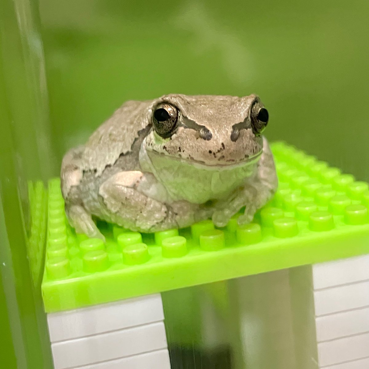カエルちゃんページ カエルのバルちゃん on X: 