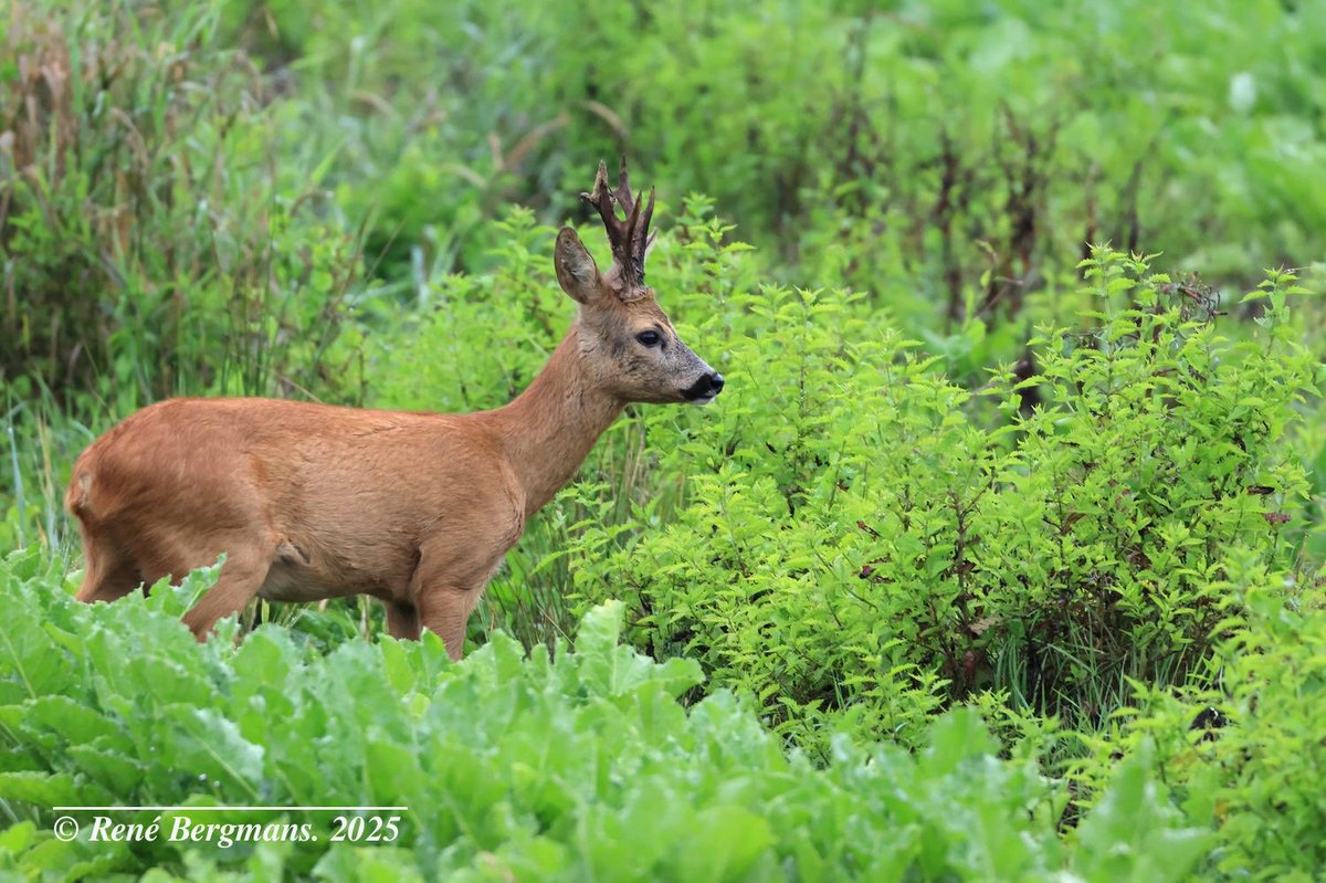 Roe deer buck