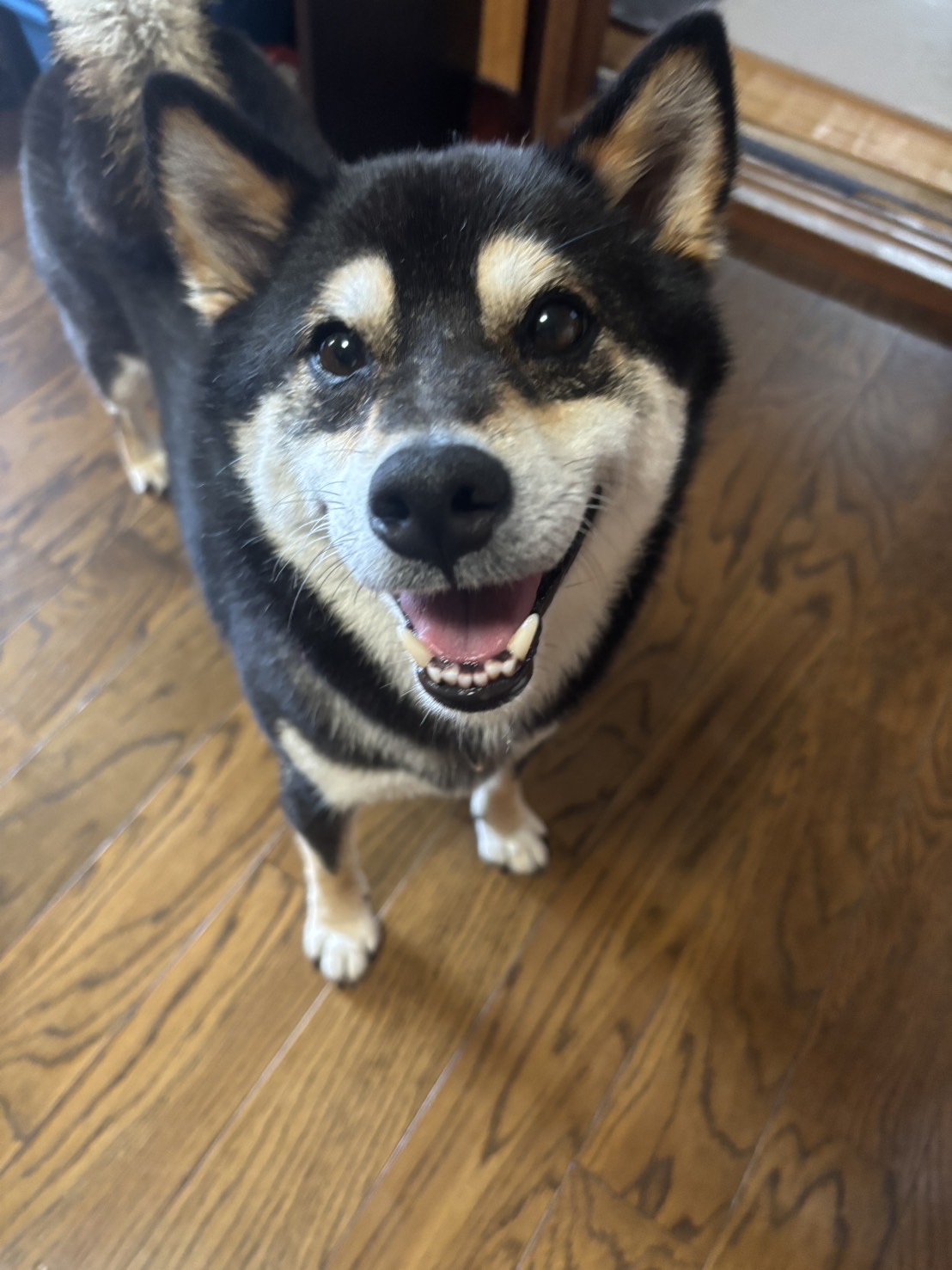しば犬です。私の汗と涙が染み付いています。 柴犬 子犬】取れすぎて快感！換毛期の救世主現る【Neakasa P2
