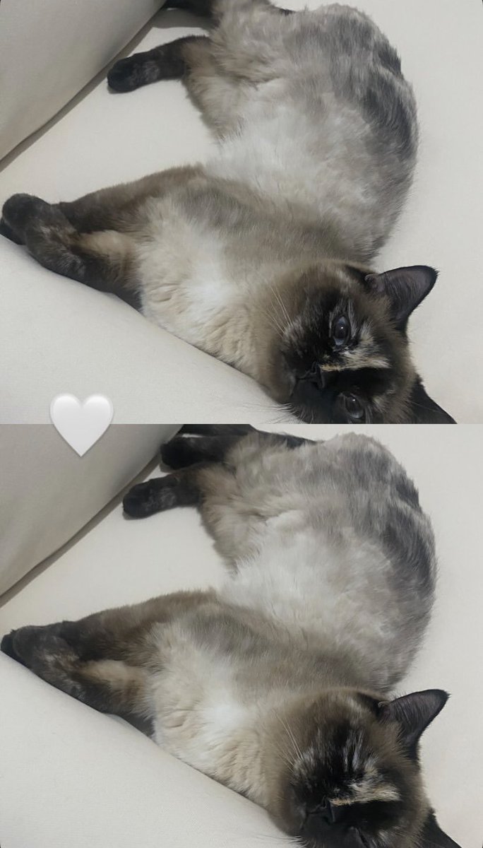 Sadece bir kedi değildin. Evimin neşesi, kalbimin ilacıydın. Çok özlüyorum seni, benim minik meleğim, Şila 🤍🪽