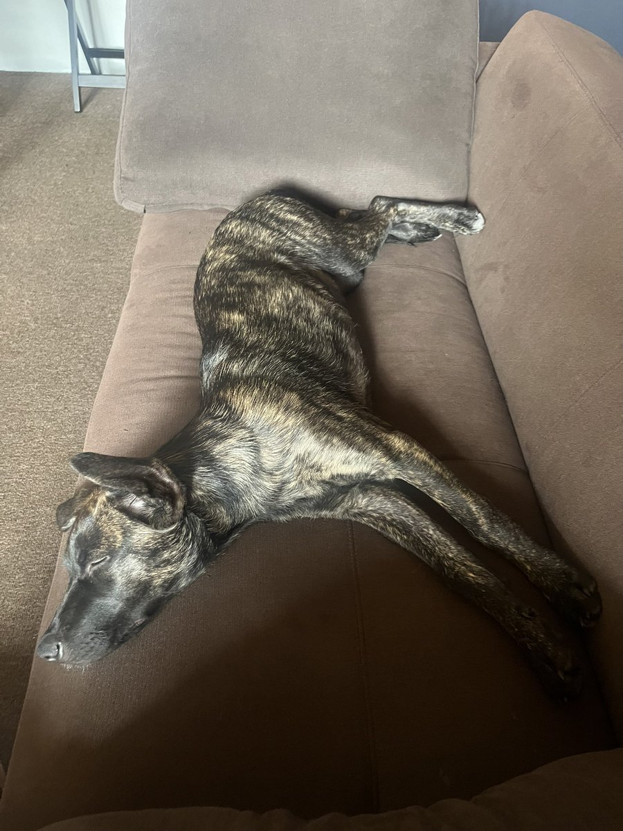 Cada día estoy más convencido de que adoptamos a un caballo…