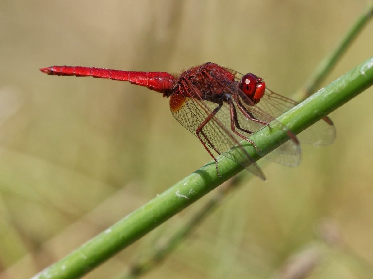 Sharon Towning tweet media