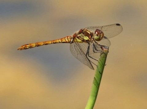 Sharon Towning tweet media