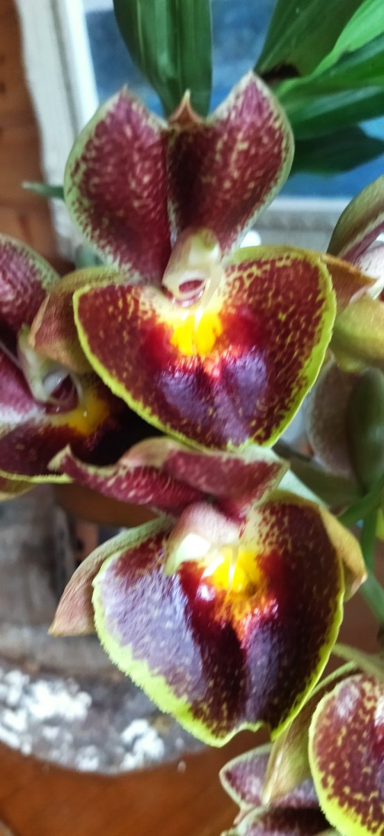 SVO8178が今年も咲いてくれました。
9輪。とりあえず記録。
#ご蘭なさい