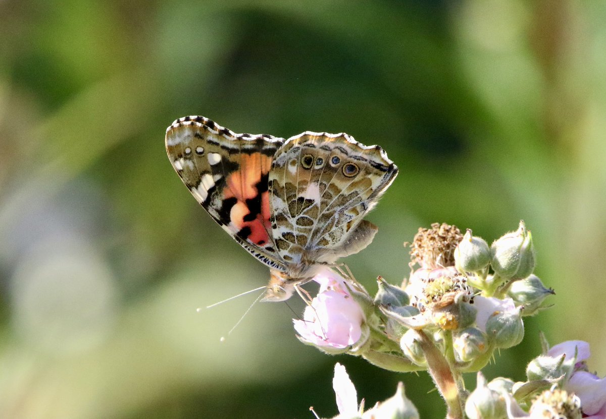 marcbuzzard's tweet image. Stunning sunset, Butterflies and Dragonflies. Painted Lady, Emperor Dragonfly and Black Darter from above Llanrwst and tonight’s sunset from the Great Orme while setting the moth traps. Looking forward to what awaits in the morning ☺️👍