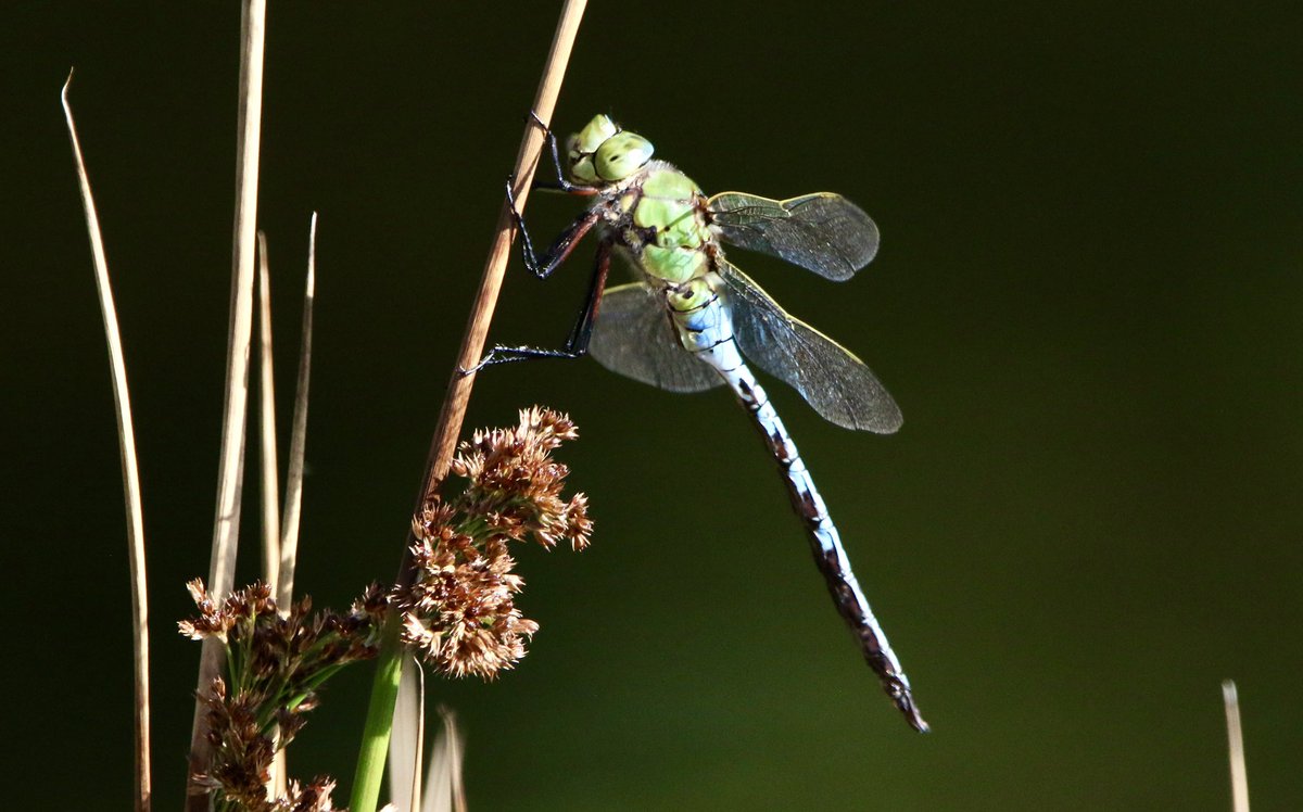 marcbuzzard's tweet image. Stunning sunset, Butterflies and Dragonflies. Painted Lady, Emperor Dragonfly and Black Darter from above Llanrwst and tonight’s sunset from the Great Orme while setting the moth traps. Looking forward to what awaits in the morning ☺️👍