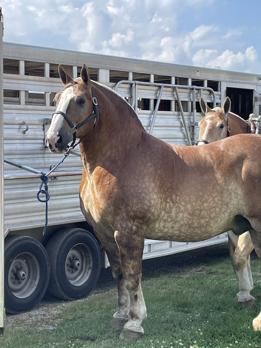 Weightlifters love wide backs &amp; chest and we do as well in the livestock industry.  This is Uno, he is as wide chested as they come. At 2650 pounds he’s a beast.