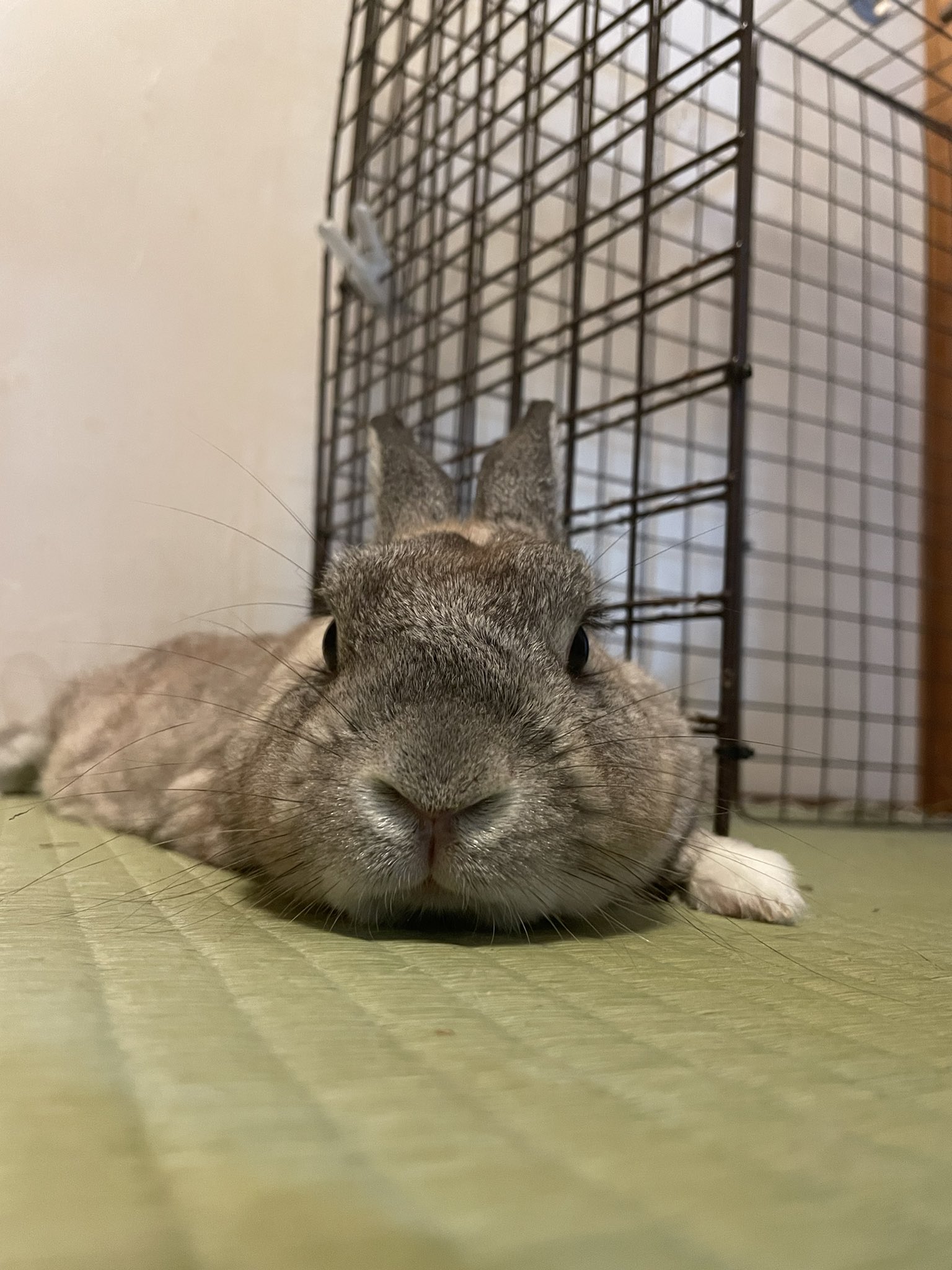 まるうさぎ　❼点 うさぎのふく on X: 