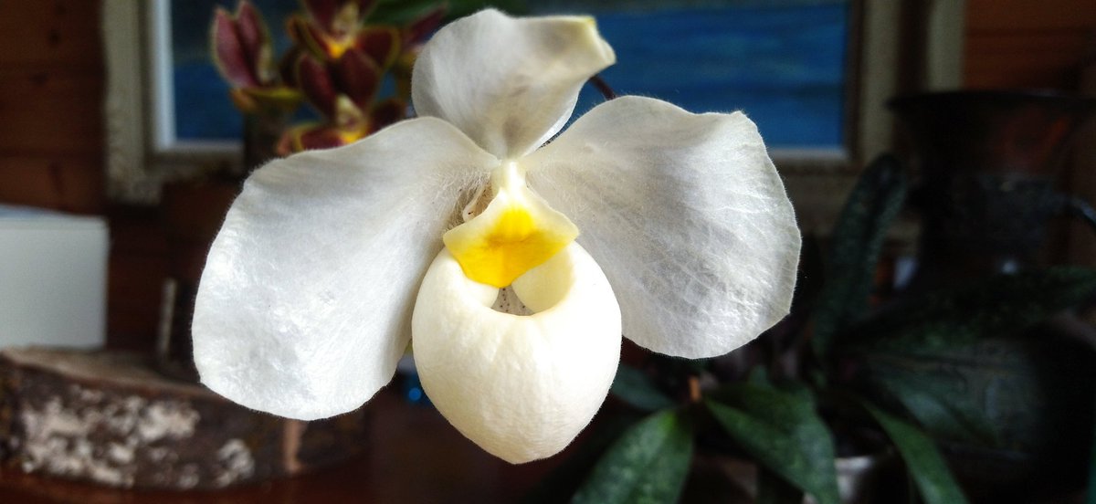 Paph．アルメニホワイト開花。
最初かなり緑がかった色で心配したが、咲けばちゃんと白っぽくなった。
だがこれほとんどデレナティの白と変わらんよな・・・？🤔🤔🤔