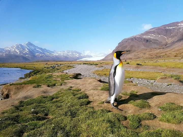 everycountryint's tweet photo. South Georgia Island in the Atlantic Ocean. One of the best islands and travel experiences in the world. Thank you @Silversea https://t.co/ayH3GahPN9