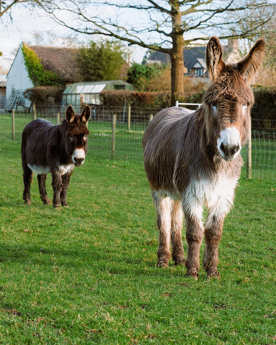 The Donkey Sanctuary (@donkeysanctuary) on Twitter photo After losing his long-time companion, bereaved Dusty began to show signs of sadness and withdrawal. 😔
But now, thanks to our rehoming scheme, a heartwarming new bond is beginning to blossom between Dusty and his new friend, Angel ➡️ bray.news/4eHVVeF After losing his long-time companion, bereaved Dusty began to show signs of sadness and withdrawal. 😔
But now, thanks to our rehoming scheme, a heartwarming new bond is beginning to blossom between Dusty and his new friend, Angel ➡️ bray.news/4eHVVeF