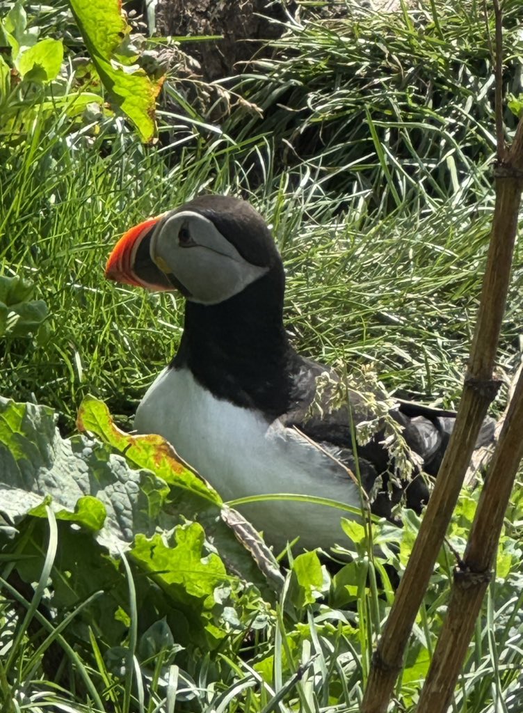 SRBooksForHope's tweet image. Iceland Day 6: Puffins!