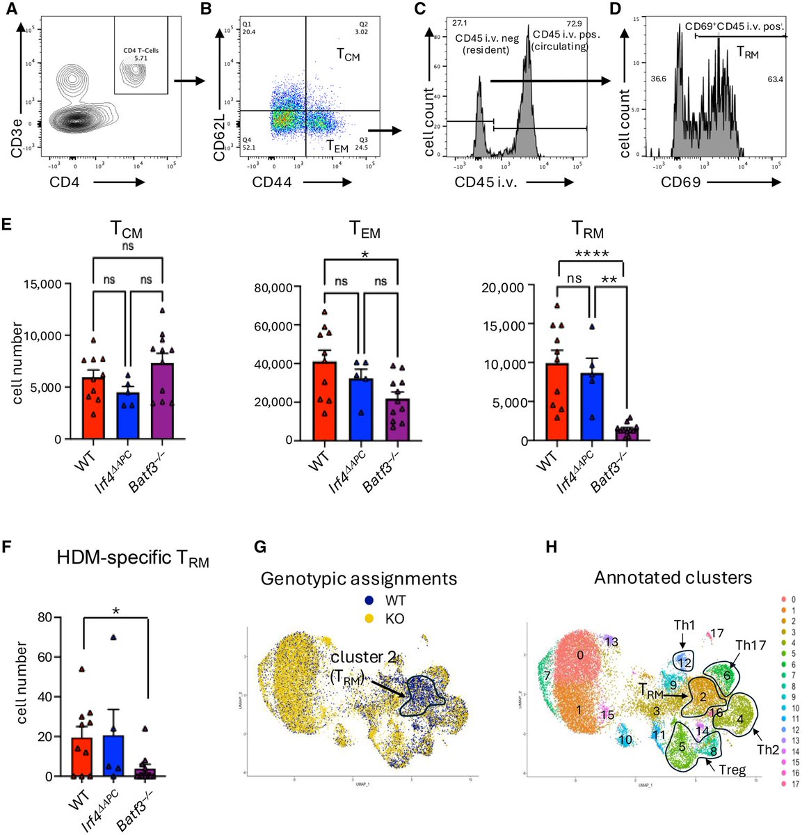 J_Immunol's tweet image. In a new #CuttingEdge article, data show that the transcription factor Batf3 promotes the development of CD4+ resident memory T cells and thus contributes to allergic responses to inhaled allergens like #asthma. Learn more in The JI: ow.ly/Aj3050WlNRf.