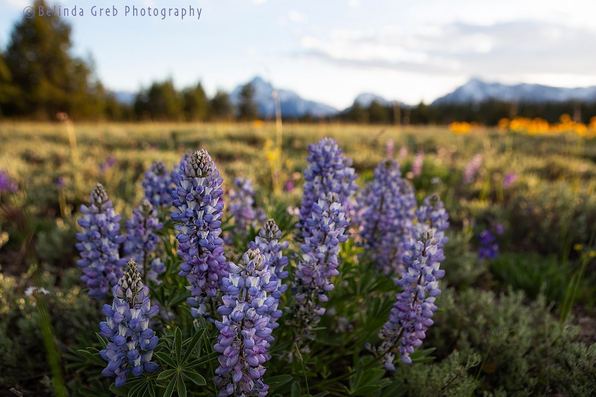 There were beautiful wildflowers this early summer in Grand Teton National Park. Belinda Greb Photography. fineartamerica.com/featured/lupin…