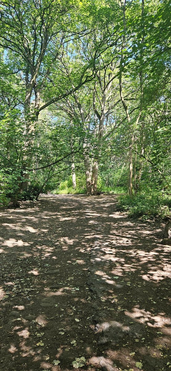 CrsEditorial's tweet image. A beautiful stroll along the Meanwood Valley trail in #Leeds this morning before the heat hit.
Woodland, flanked by lush green leaves. ๐ณ
Isn't nature simply wonderful! โค๏ธ
Have a nice #weekend, whatever you are doing.
#WeekendVibes #Walking #Nature