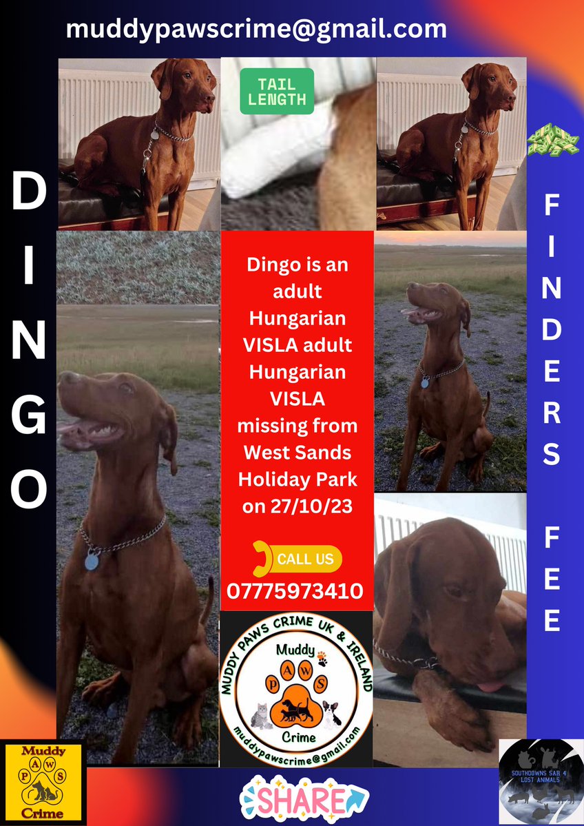 muddypawscrime's tweet image. Please keep sharing for Dingo. YOUR share could bring information 🙏
@MissingPetsGB @HunnyJax