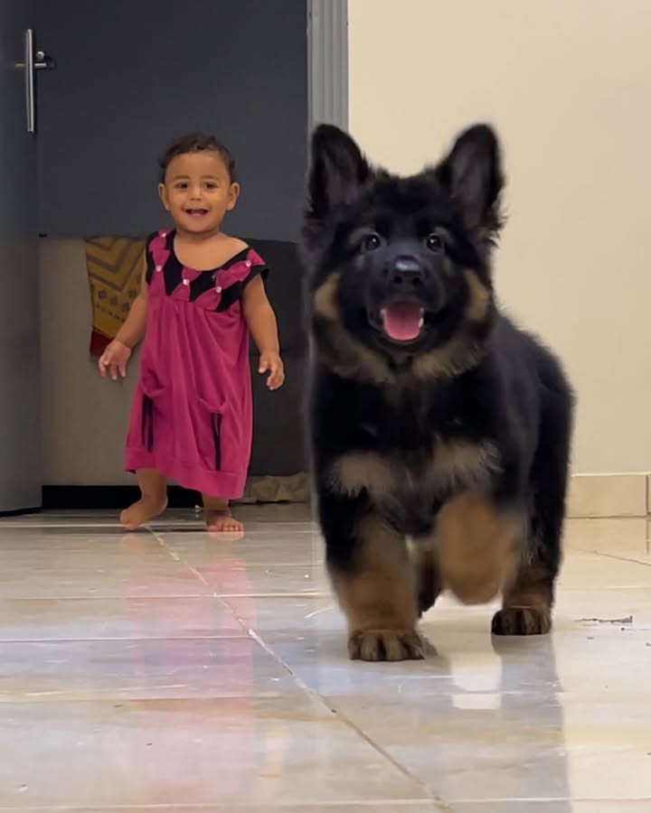 German Shepherd Lovers Community tweet media