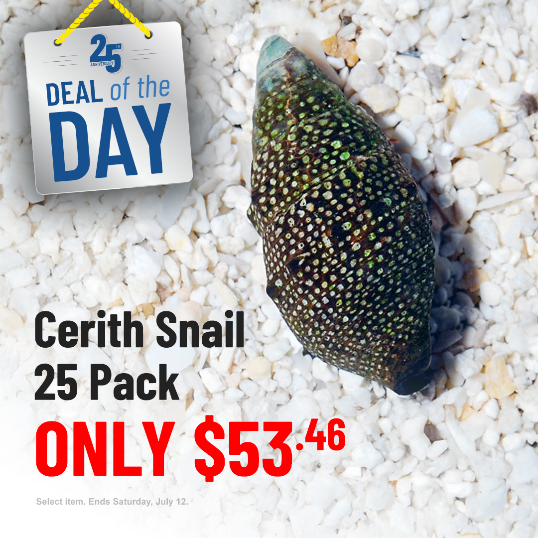 LiveAquaria's tweet image. Hola! Say “Hello” to 35% savings on the Cerith Snail from Mexico. Its jewel tone colors look like an exotic swatch of cloth. Be sure to take advantage of today only pricing - tiny.cc/pu5p001
#dealoftheday #flashsale #invert #marineinvert #reefinvert #invertsale