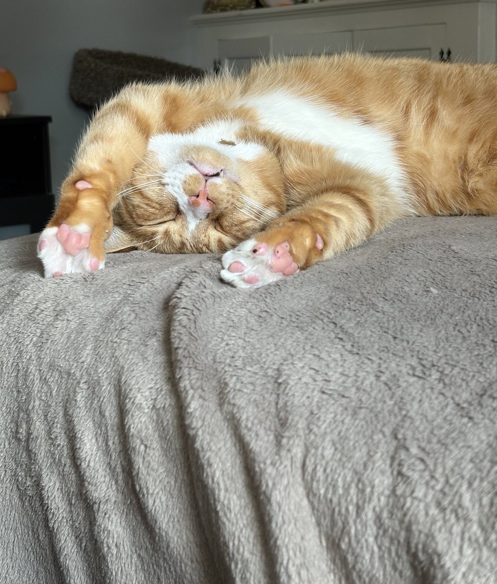 cubedacat's tweet image. gomfff