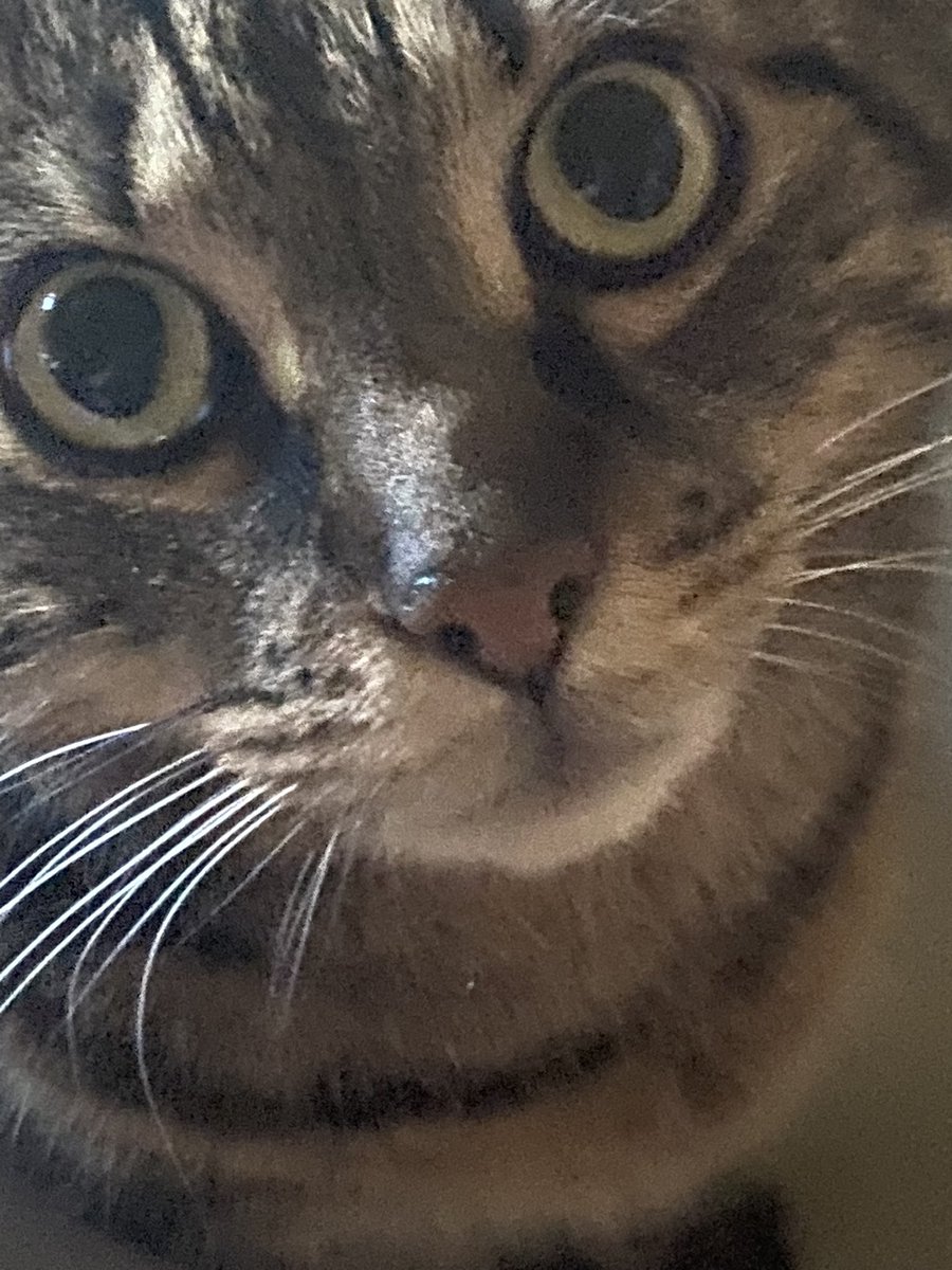 SophieFrom5437's tweet photo. Pyrrhus when I did immediately put pulpy ( even though there was no new live to watch ) this morning. #pulpysyntax #FoodieBeauty https://t.co/HmmDhTho9Z