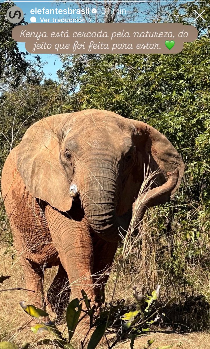Que feliz me hace ver como vuelven a ser elefantes y recuperan la dignidad que por capricho le sacamos. ❤️‍🩹
