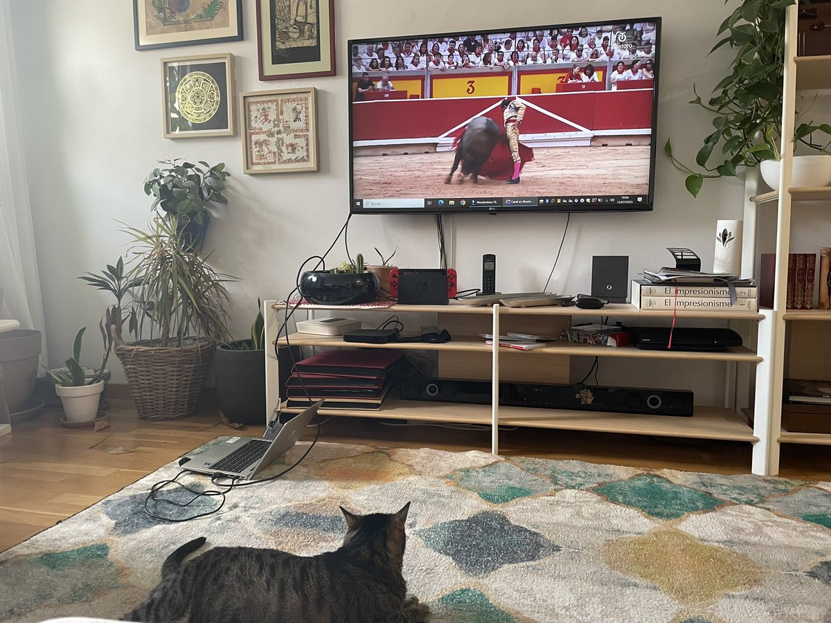 Mi gato es taurino! #SanFermín2025