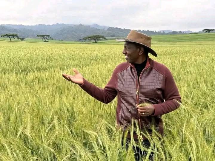 Bro inspecting his wheat in Narok , grown on a grabbed land .