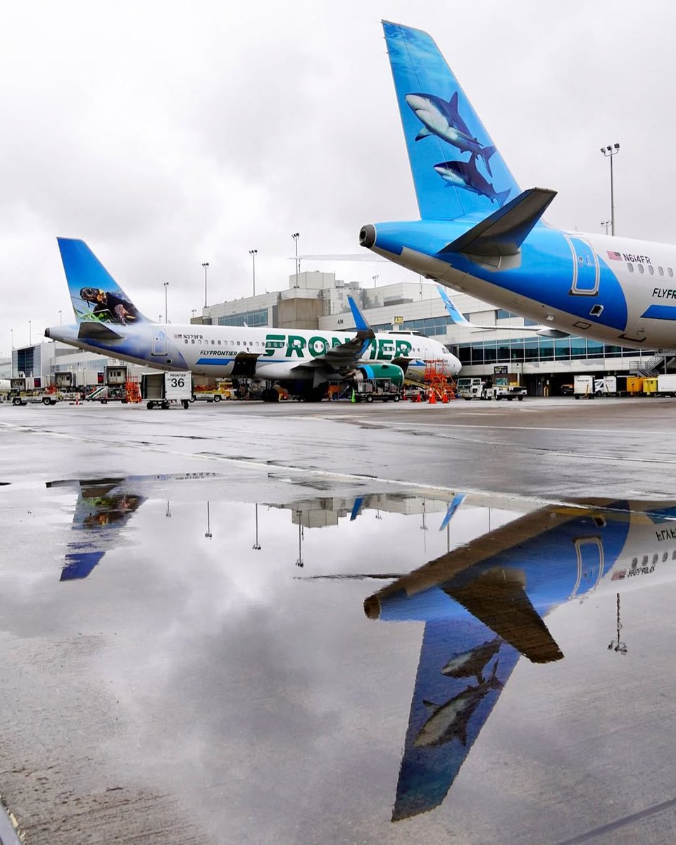 FlyFrontier's tweet image. Caught these sharks trying to make a splash! 💦
When you can't get to the ocean, the airport puddle will do. 😏