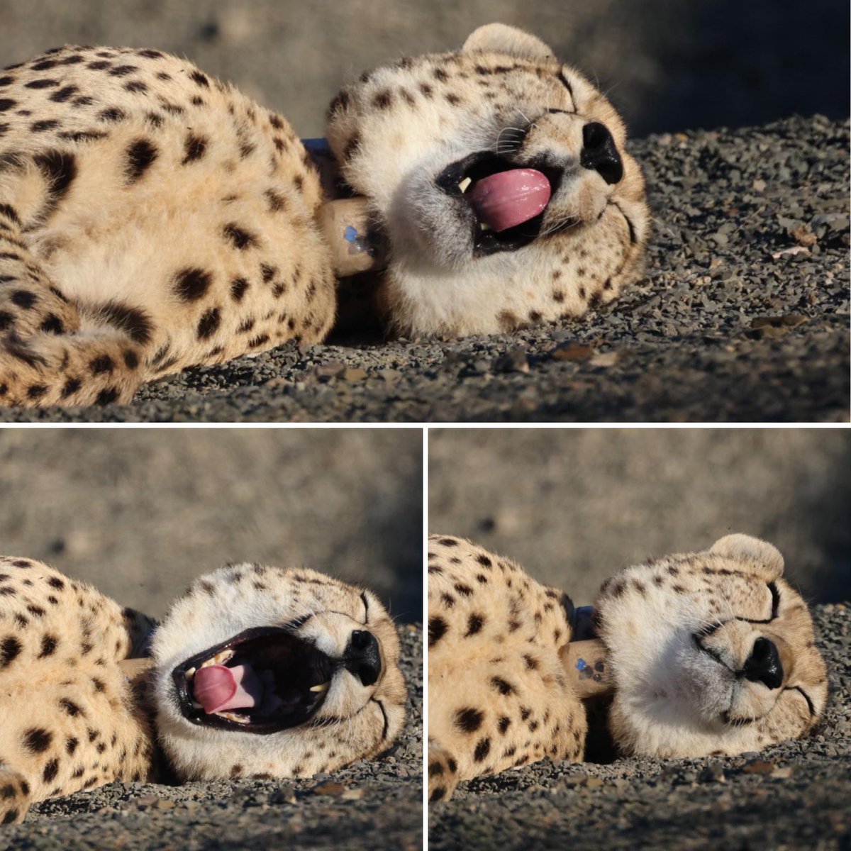 Life is goooood 😅🐆❤️