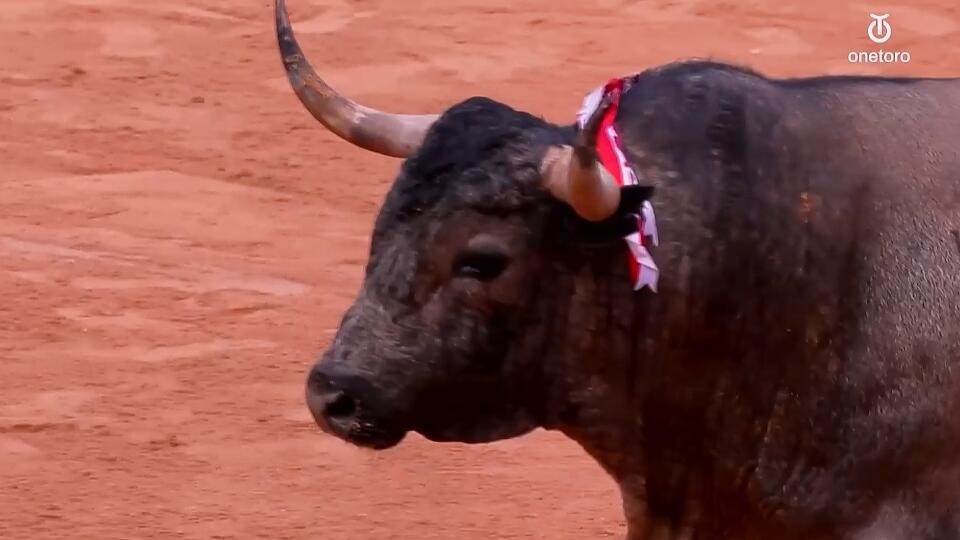 Javitaurino's tweet image. Un torazo digno de Pamplona