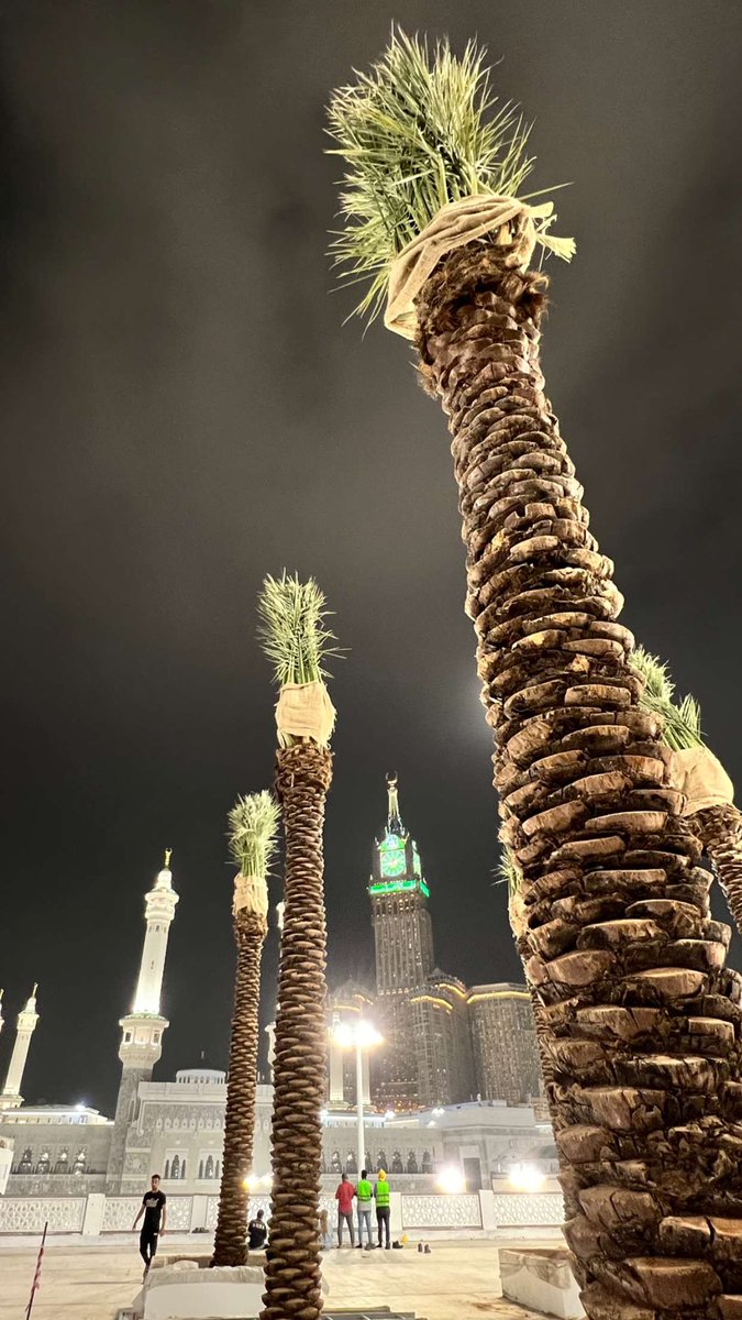 نخل داخل الحرم