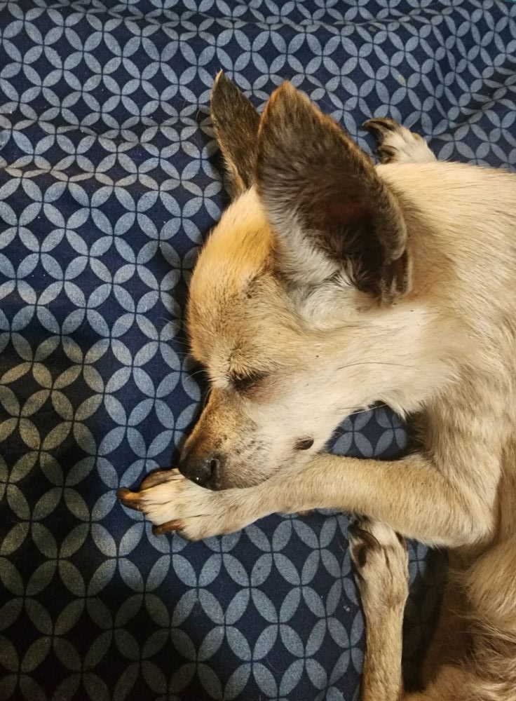 This morning July 6th, I woke up to find my beloved little Chihuahua,  Angel had passed in her sleep. She was 15 1\2 years old. I'm broken hearted. This was her last night when we went to bed.🐾😥