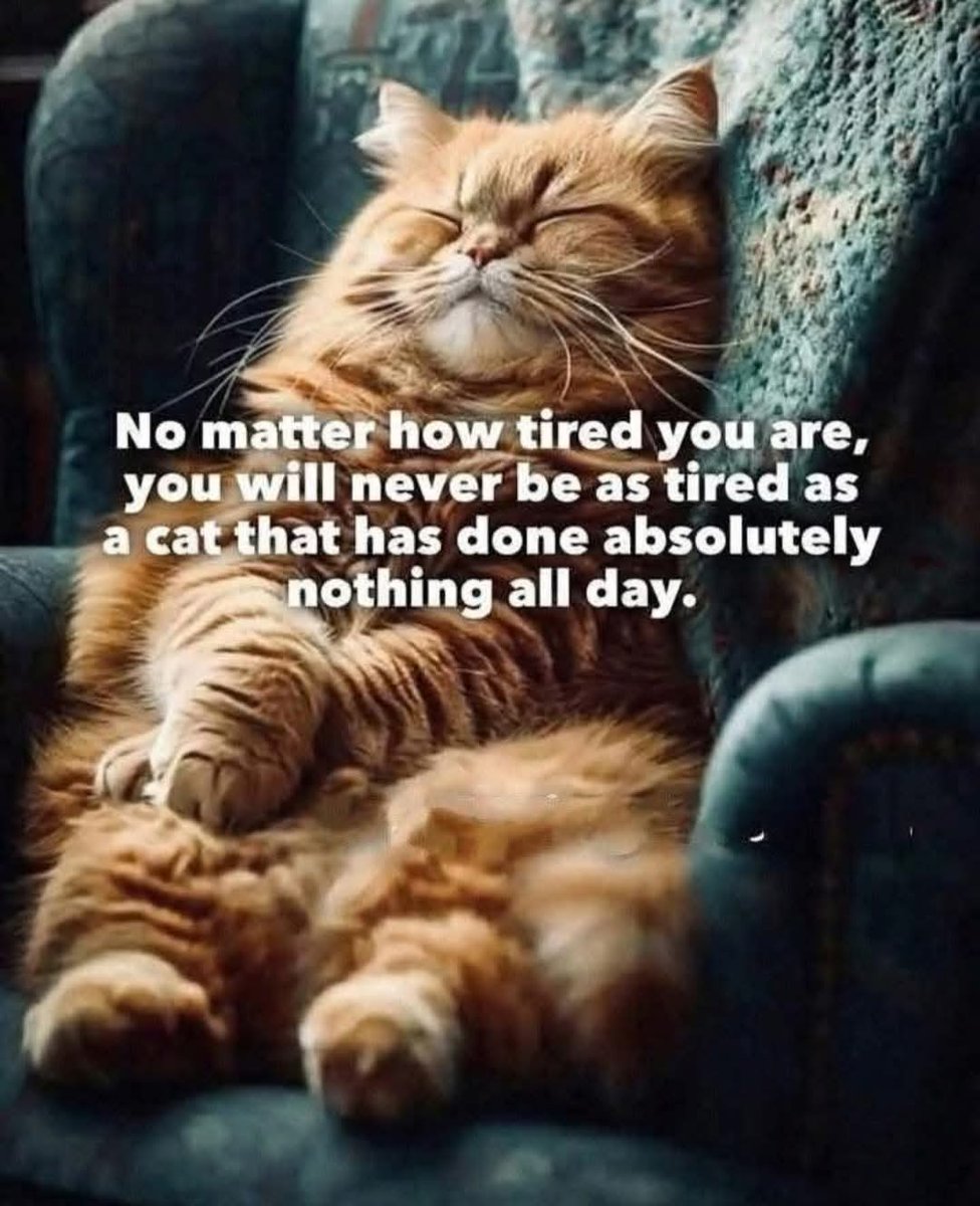 Snotz Casebere (@snotzthecat) on Twitter photo 