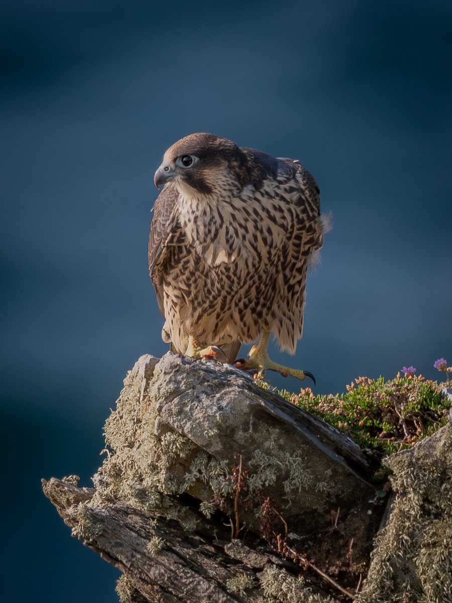 manxmannin's tweet image. Juvenile Peregrine Falcon #2025 #isleofman