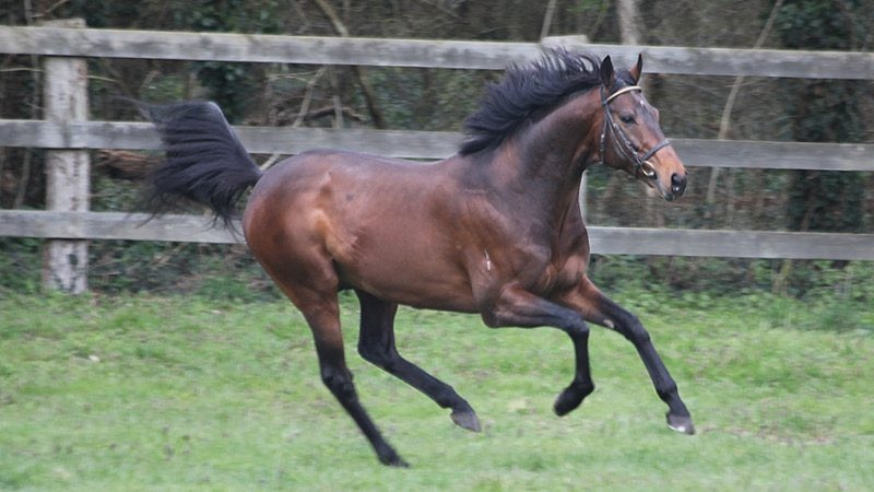 ⛈️✨THE STORM IS HERE
🏆 Storm The Stars the proven source of winners
🥇 Pretty Storm 4yo F gains her 4th Career success <a href="/HippoLaTeste/">Hippodrome La Teste</a> over 12f for <a href="/sogorb_06/">Écurie P.SOGORB</a> 
🥈 See That Storm 4yo G ran a blinder, in John Smith’s Cup Handicap <a href="/yorkracecourse/">York Racecourse</a> for <a href="/ebethellracing/">Edward Bethell Racing</a> over 10.5f