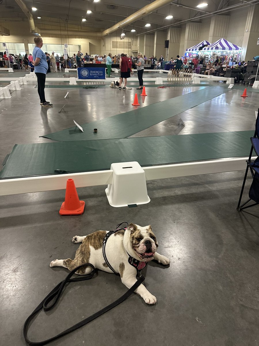 mikepoll77's tweet image. Miley got her CANINE GOOD CITIZEN AWARD AND HER TRICK AWARD!!